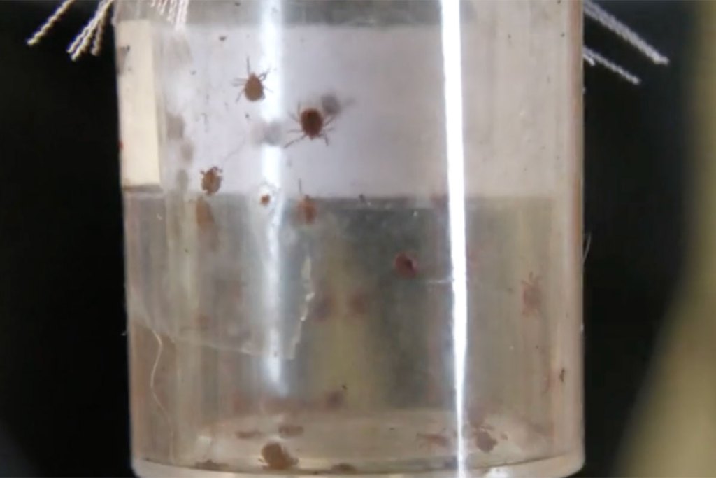 A closeup view of a small bottle containing young ticks