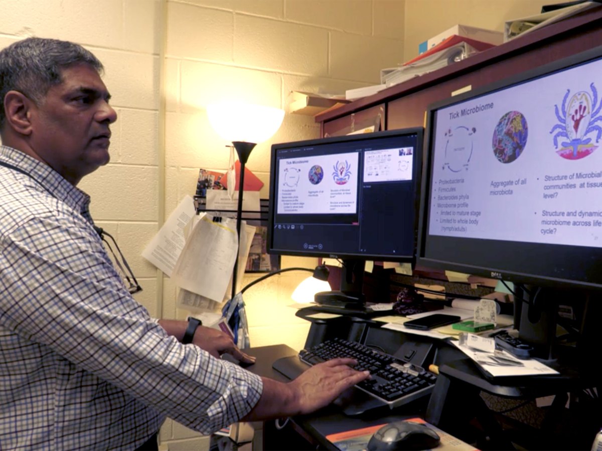A man looks at tick microbiome graphics on two monitors atop his desk