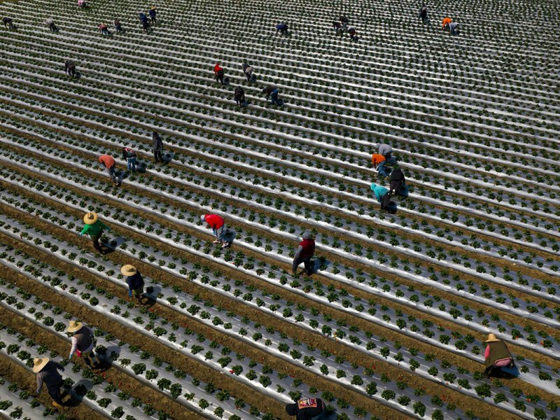 Rows of low-set plants grow in a large field and several people can be seen bending over and picking strawberries