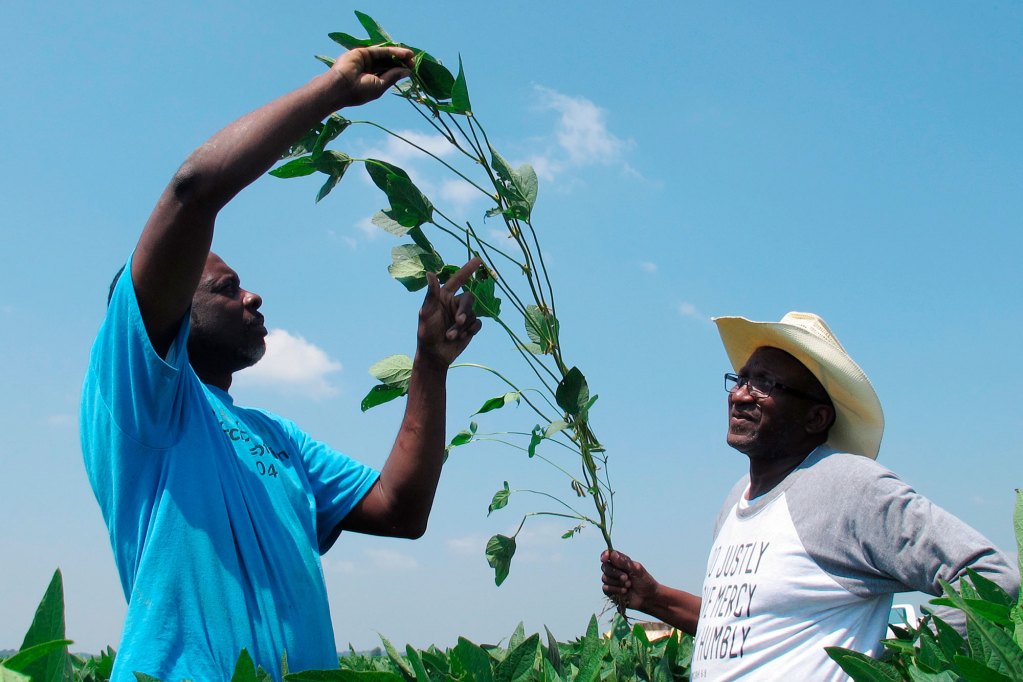 Two men in a field examining an uprooted soybean plant.