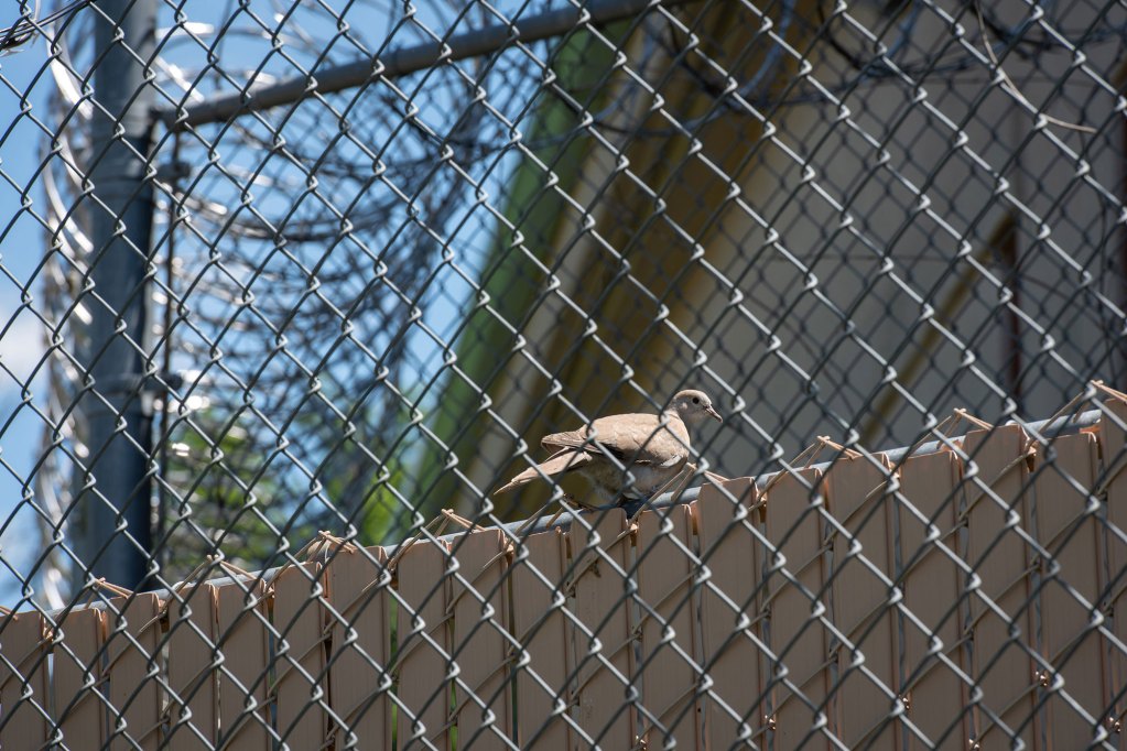 A photo of a light brown bird on top of a fence with a similar color, surrounded by metal fencing and razor wire
