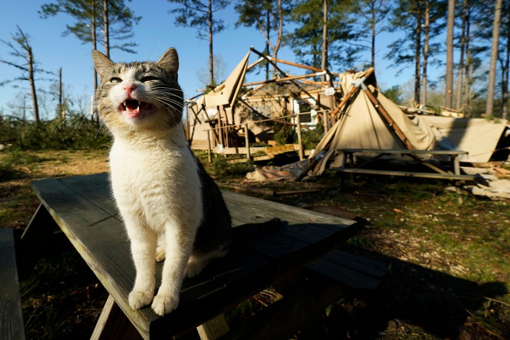 A cat meows on a table in front of a tornado-damaged cabin