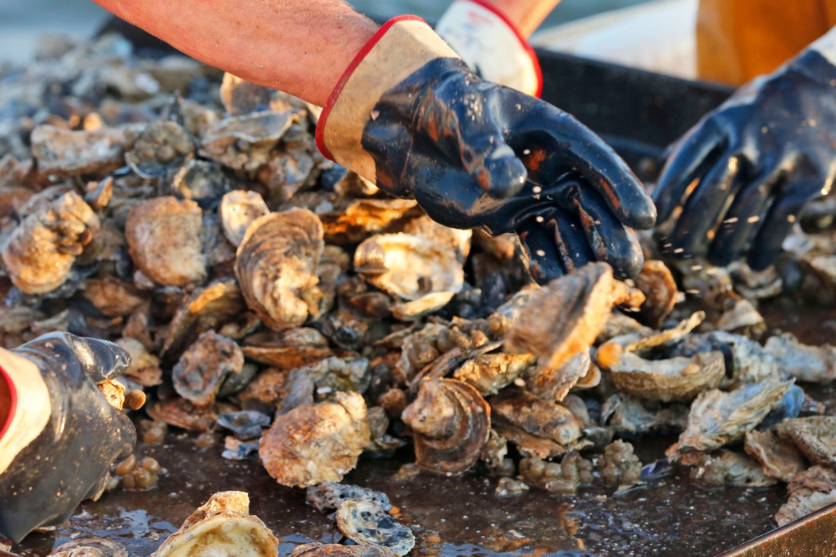 Gloved hands sort through a pile of oysters