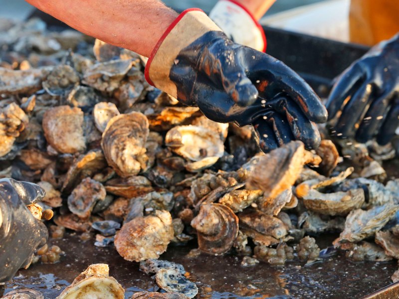 Gloved hands sort through a pile of oysters