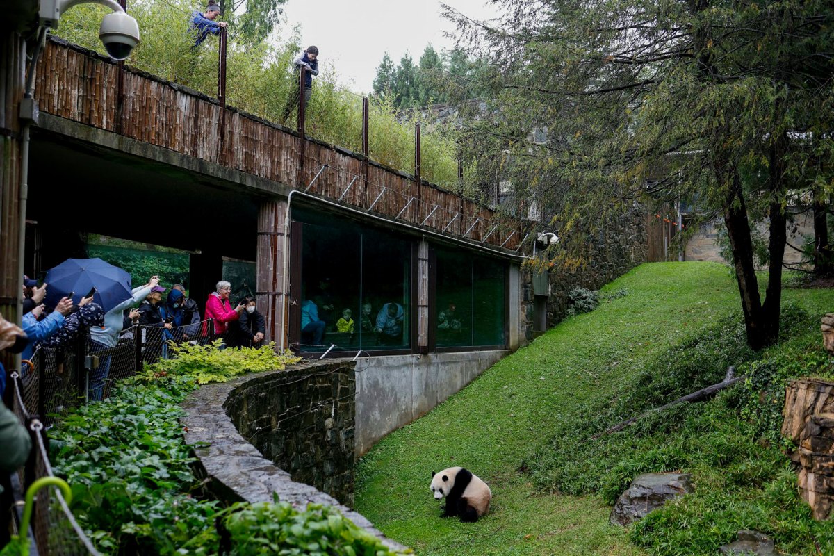A panda walks inside of a green zoo enclosure as people look from the viewing areas outside