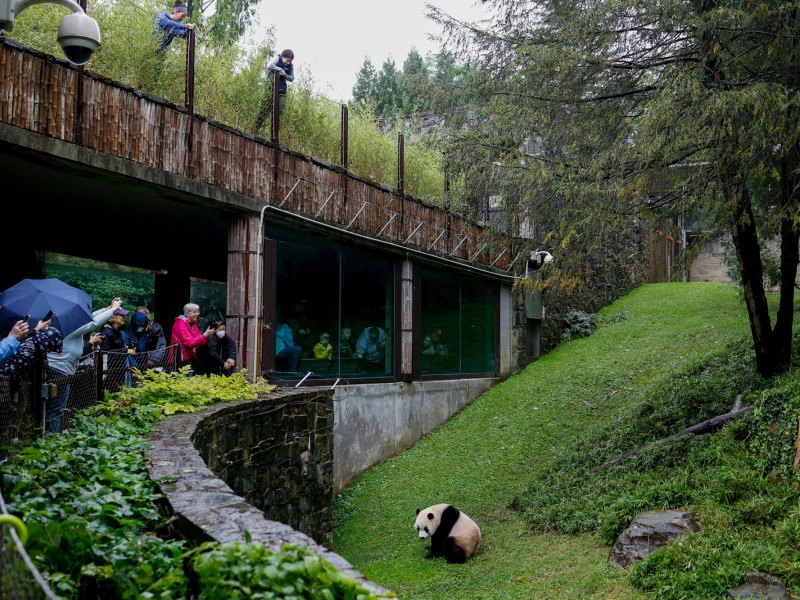 A panda walks inside of a green zoo enclosure as people look from the viewing areas outside