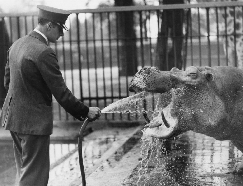man wearing a uniform and a hat holds a hose with water coming out of it toward a hippo's mouth in a black and white photo.
