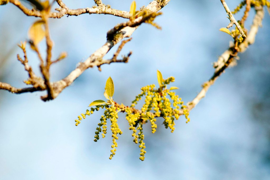 Tiny flowers on a live oak tree