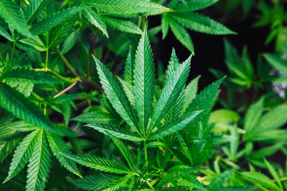 A close up of a marijuana plant