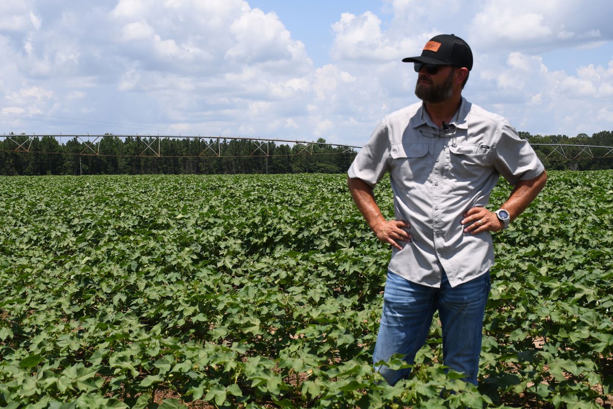 armer stands in a cotton field with hands on hips, surveying the crop.