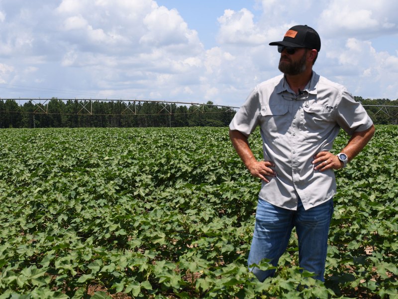 armer stands in a cotton field with hands on hips, surveying the crop.