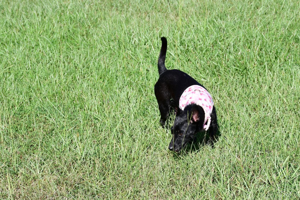 Small black chihuahua mix wearing pink harness running in a grassy park