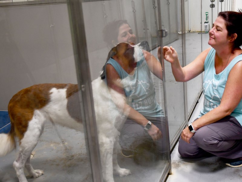 Woman crouches by a kennel door, greeting a large Saint Bernard through the glass.