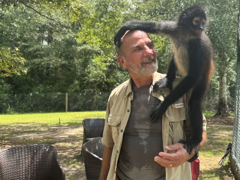 A spider monkey stands on a man's shoulders outside