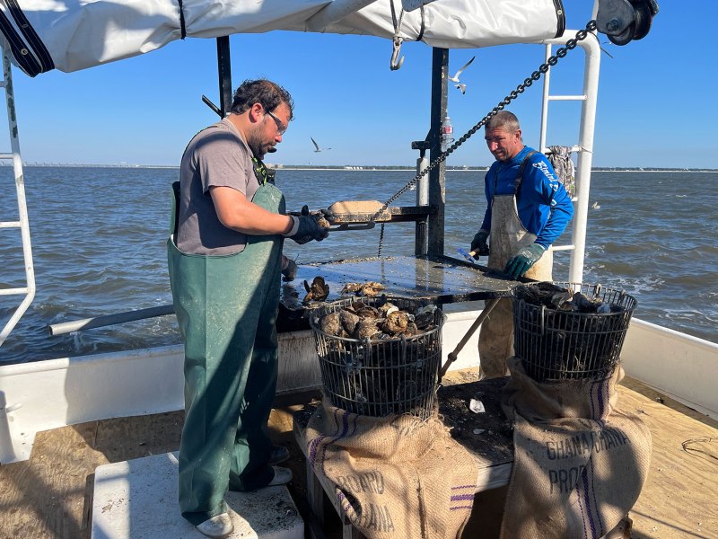 Two white men culling oysters on a boat