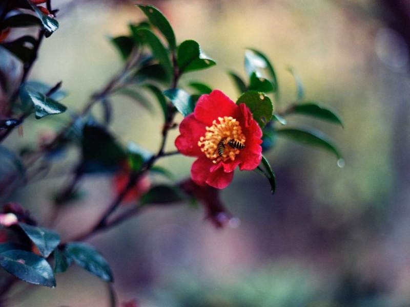 Two bees resting in a red camellia flower