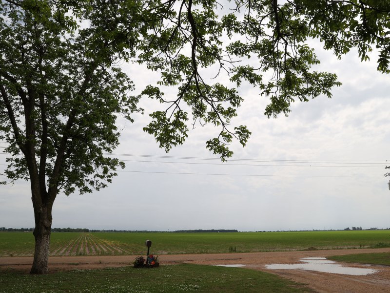 An outside view of a dirt driveway and fields beyond