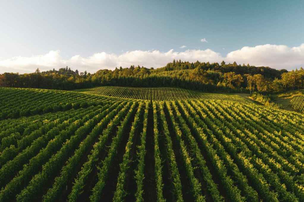 Rows of green crops on farmland with hills covered in trees in the background.