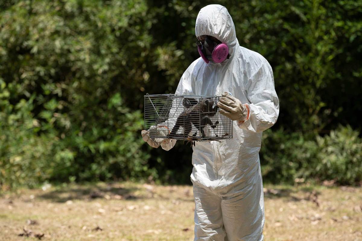 A person in PPE holds a cage with two small monkeys inside