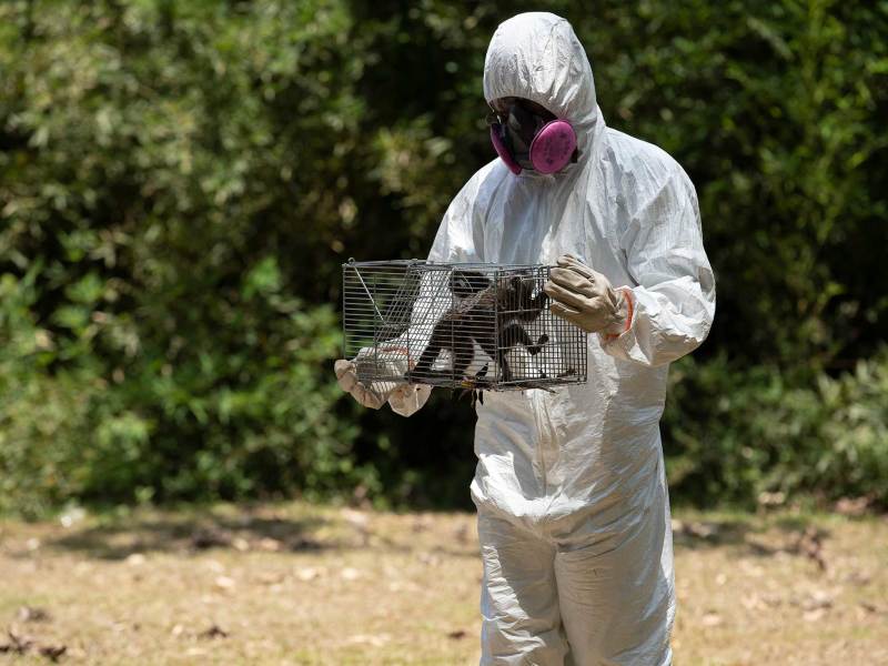 A person in PPE holds a cage with two small monkeys inside