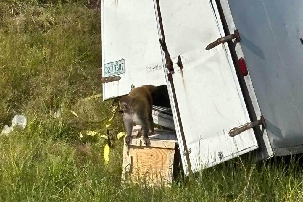 A monkey emerging from the back door of an overturned white truck trailer