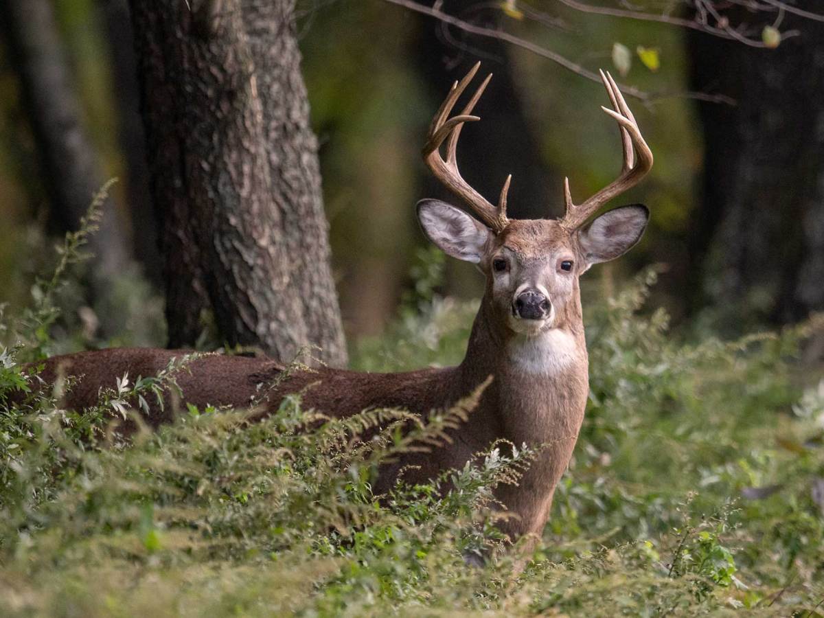 A deer with antlers seen in the woods