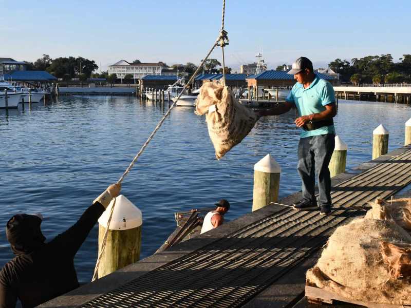 A man in a blue shirt and jeans stands on the dock at Kimball’s Seafood while another man in a black shirt stands in a tonging boat and uses a pully system to move oyster sacks.