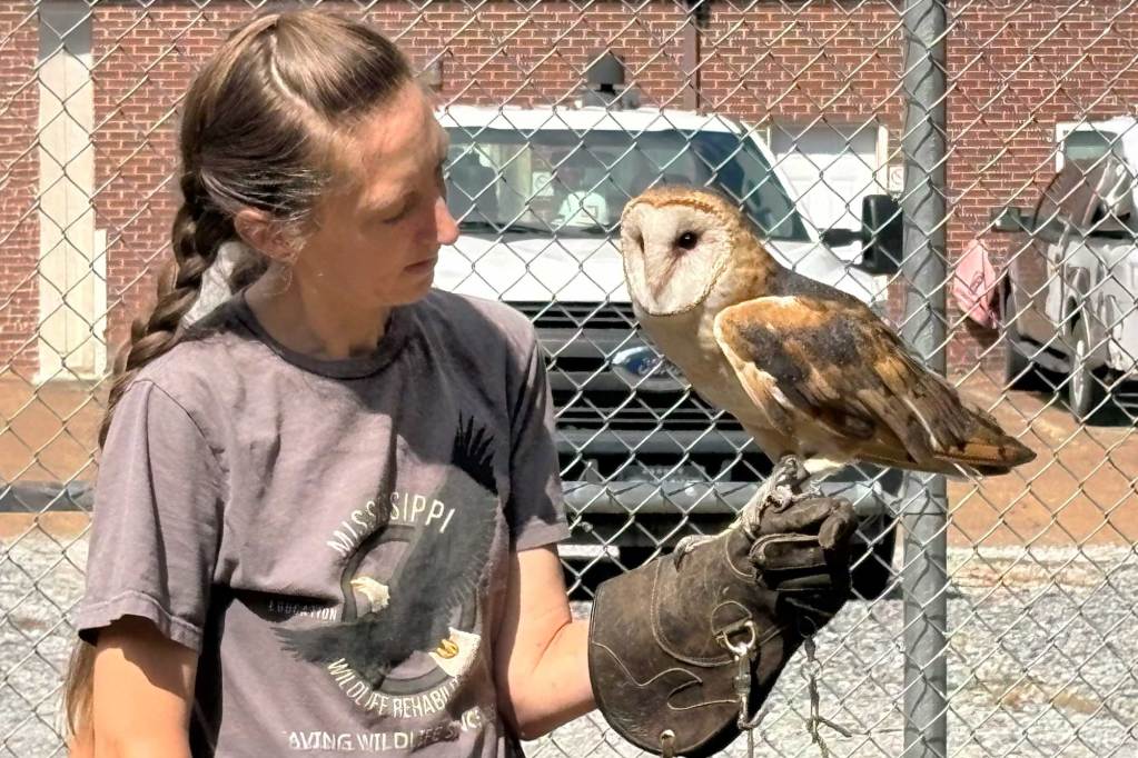 A barn owl perches on a woman's gloved hand inside a fenced area