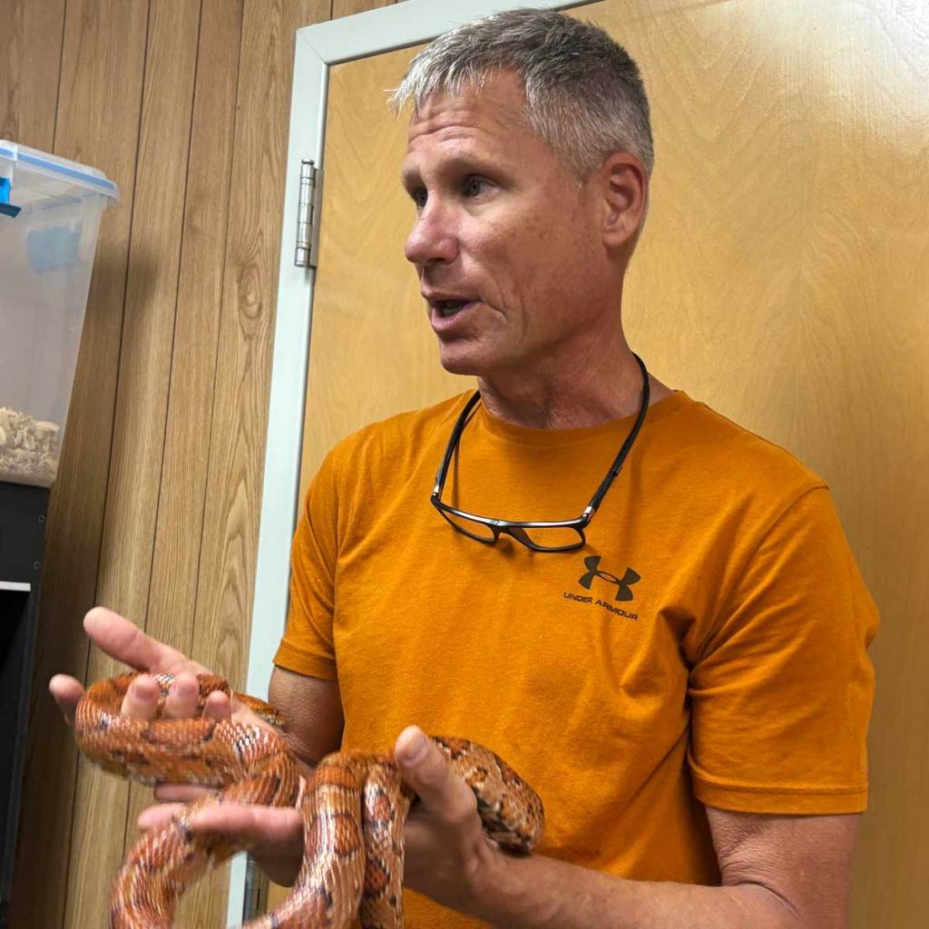 A man in an orange shirt stands inside an office and holds a corn snake in both hands while talking