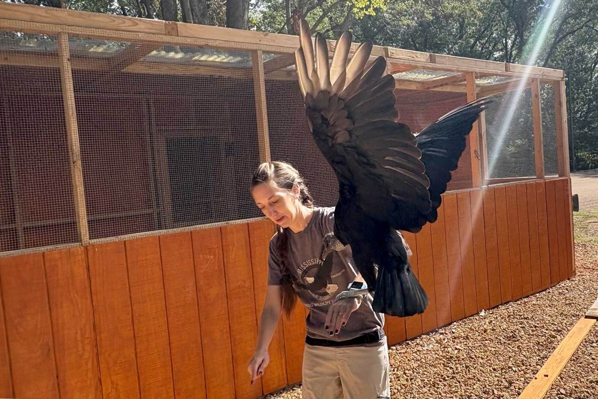 A large black and brown bird flaps onto the arm of a woman outside of a bird enclosure