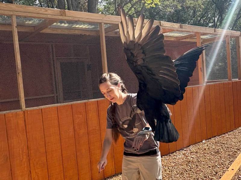 A large black and brown bird flaps onto the arm of a woman outside of a bird enclosure