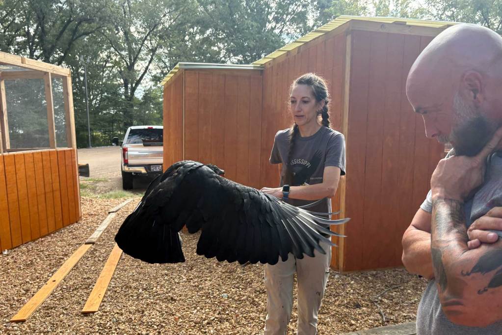 A black vulture flaps in front of a man and woman standing outside of bird enclosures