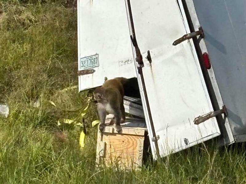A monkey emerging from the back door of an overturned white truck trailer