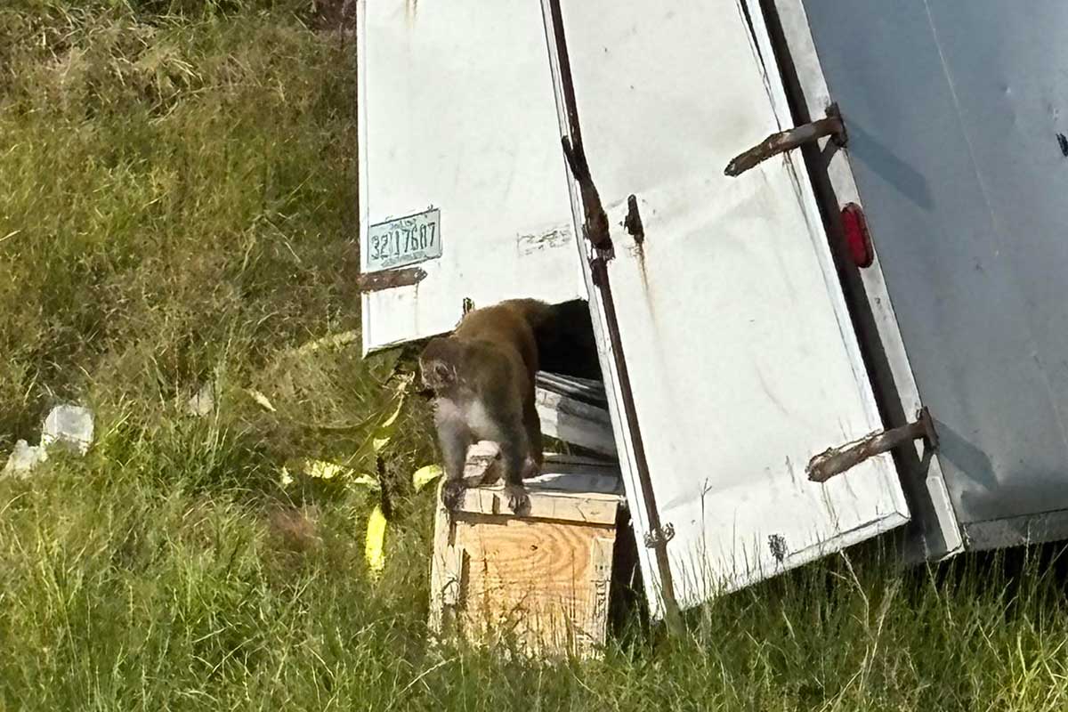A monkey emerging from the back door of an overturned white truck trailer