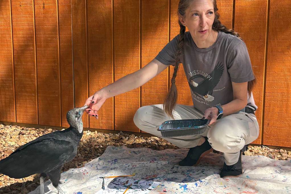 A woman squats down and feeds a black vulture standing on the ground