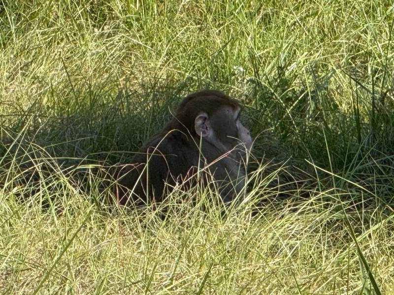 A monkey sitting in tall grass