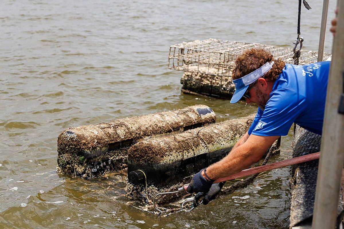 A man in a blue shirt pulls an off-bottom oyster cages toward a boat.