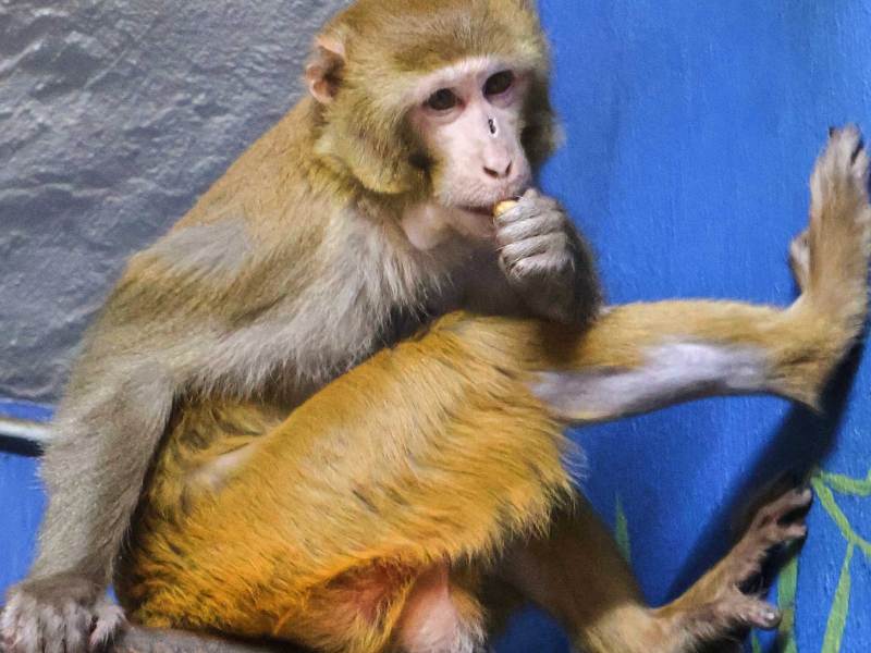 A rhesus macaque monkey named Forrest seen inside a bright sky blue enclosure