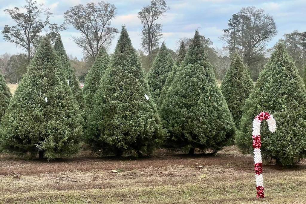 Rows of mature Carolina Sapphire Christmas trees growing in a field.