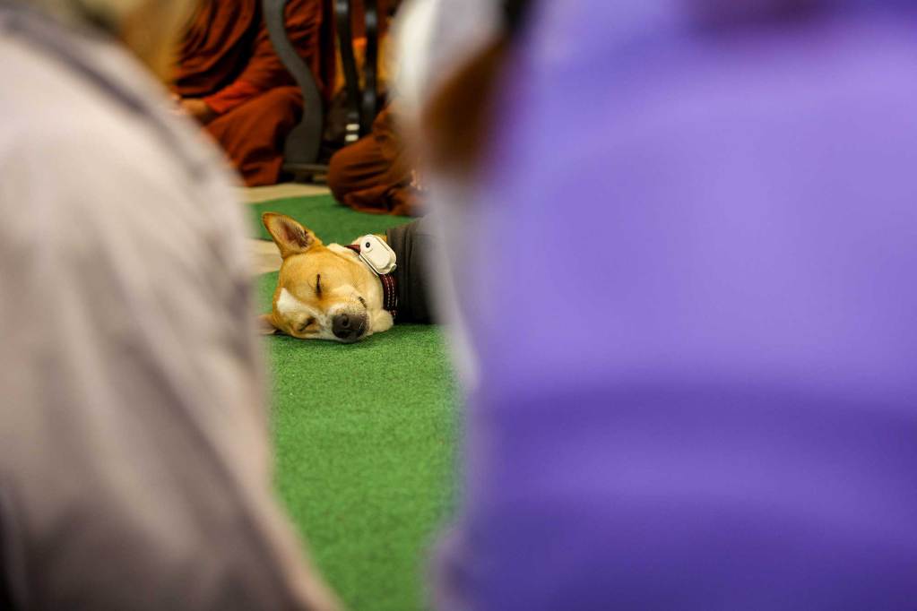 A closeup of a sleeping dog as seen between the shoulders of two people. The dog has a camera on his collar.