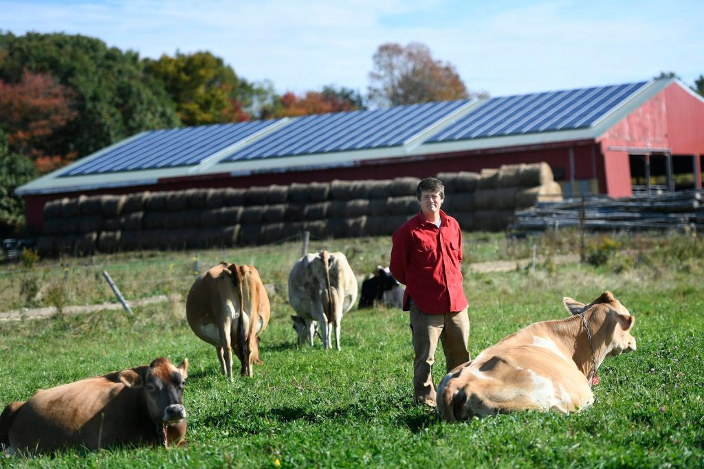 A man standing with several cows in the field with a set of solar panels in the background.
