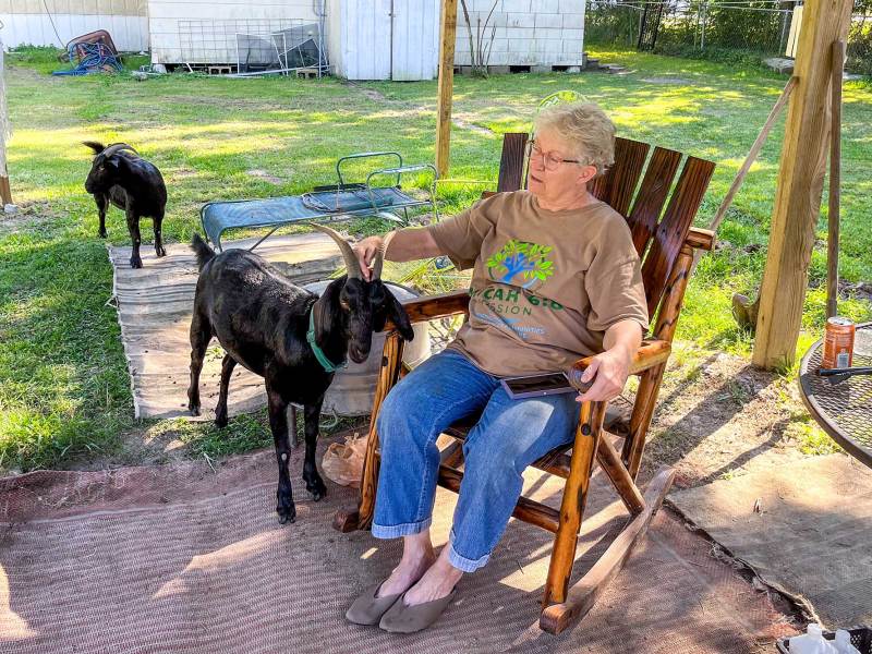 A woman sitting in a rocking chair outside, petting a goat with black fur.