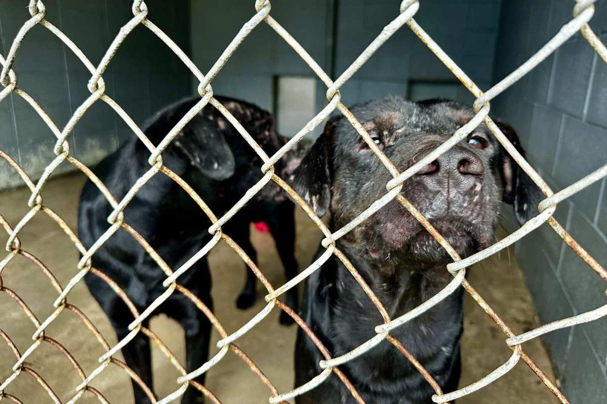 Two dogs with dark fur and various scratches and scars behind a fence in a shelter.
