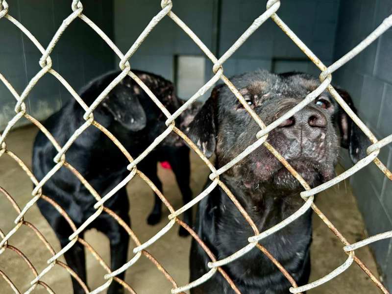 Two dogs with dark fur and various scratches and scars behind a fence in a shelter.