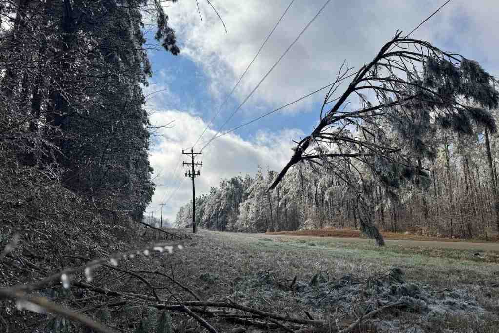 A view low to the crown of ice frosted trees and grass, and a broken limb hanging by the power lines