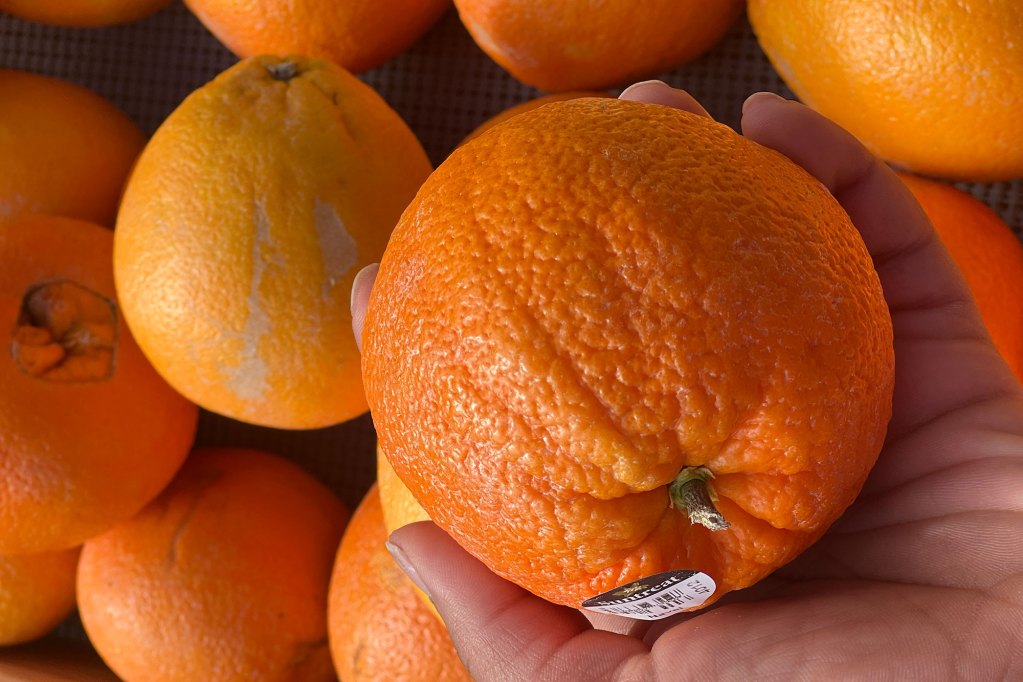 A hand holding an orange over a bin of more oranges