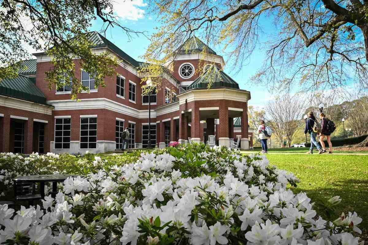 Students walk down a sidewalk towards a red brick campus building. The photo is framed with white flowering shrub on the bottom