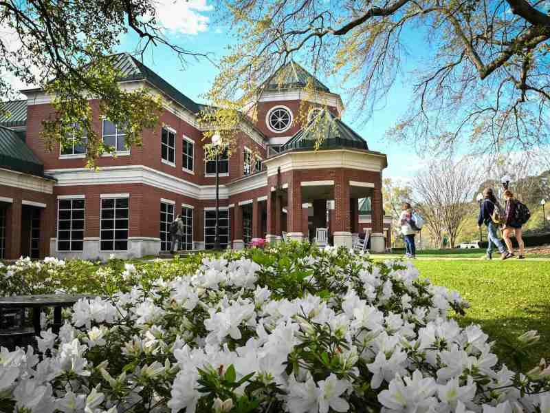 Students walk down a sidewalk towards a red brick campus building. The photo is framed with white flowering shrub on the bottom