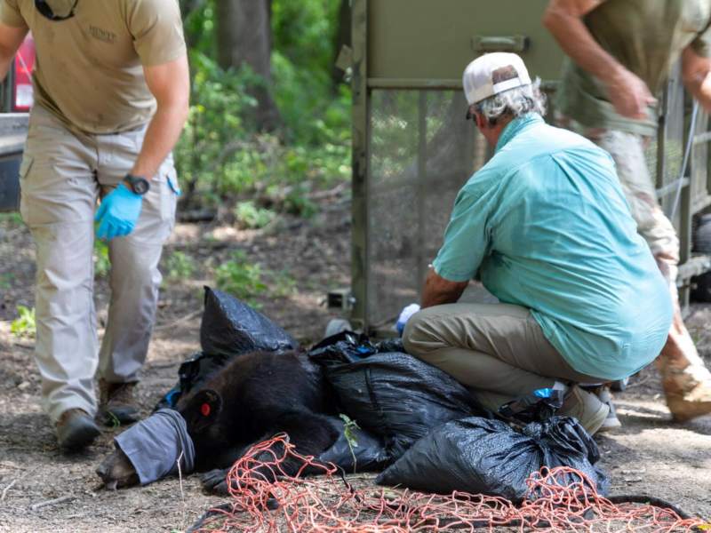 Three team members from the Black Bear Program examine a bear during a workup