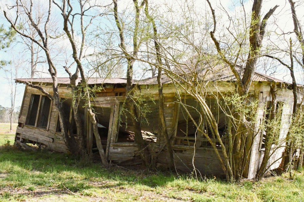 Trees surround a weathered wooden structure